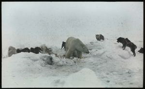 Image of Polar Bear Surrounded By Dogs, Humboldt Glacier